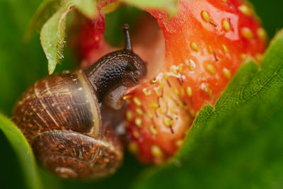 Close-up of insect on leaf