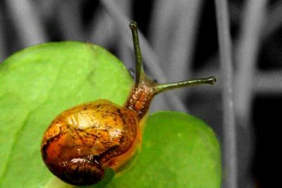 Close-up of snail