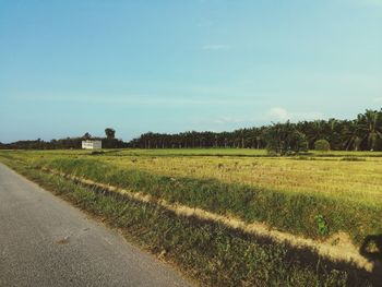 Rice field