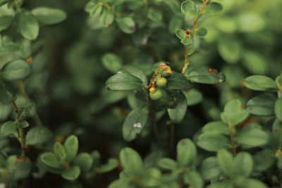 Close-up of fruit growing on tree