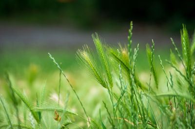 Close-up of crops growing on field