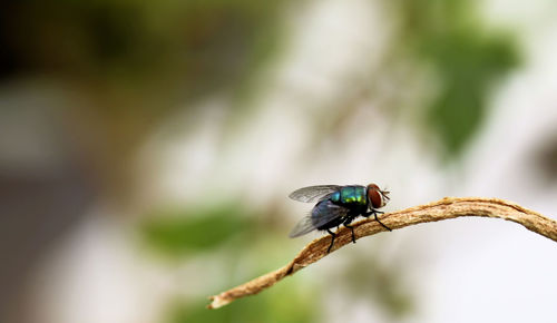 Close-up of insect on plant