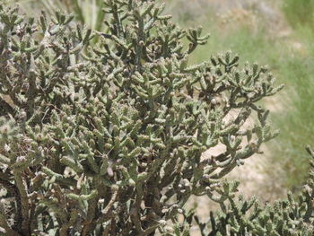 Close-up of plants against trees