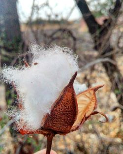 Close-up of wilted plant during winter