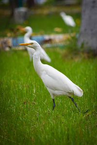 Bird on grass
