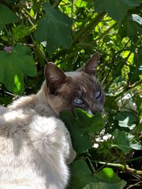 Cat lying on a plant