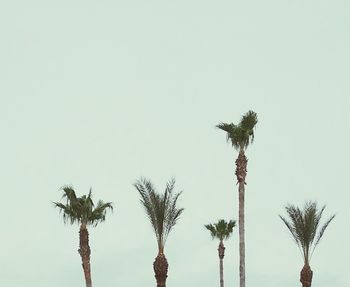 Low angle view of palm trees against clear sky