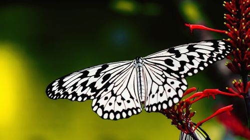 Butterfly on flower