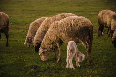 Sheep grazing on grassy field