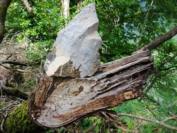 Close-up of tree trunk in forest