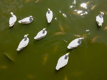 High angle view of swans swimming in lake