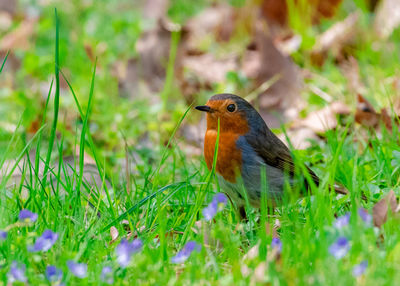 Bird perching on a field