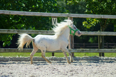 Side view of pony walking in pen