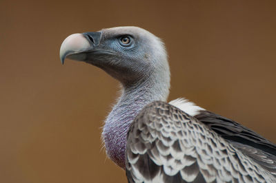 Close-up of vulture looking away