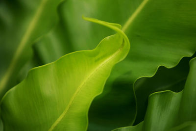 Full frame shot of green leaves