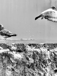 Seagull flying over sea