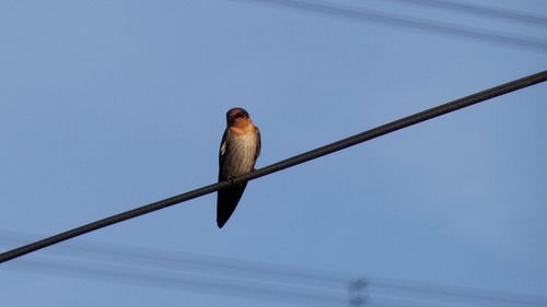 Low angle view of bird perching on cable