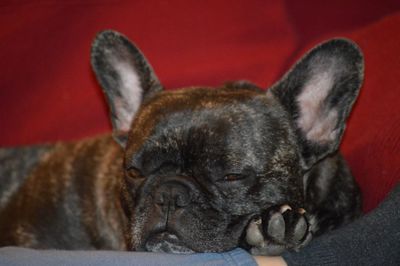 Close-up of a dog resting