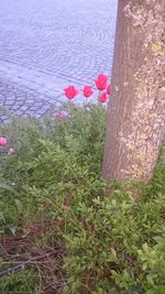 Pink flowers blooming in park