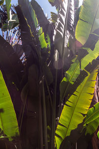 Low angle view of a tree