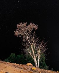 Low angle view of tree against sky at night