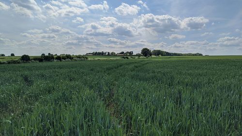 Scenic view of agricultural field against sky