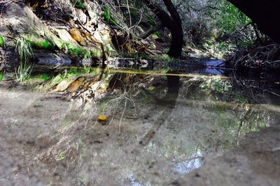 Reflection of trees in lake