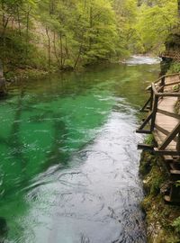 Scenic view of river in forest