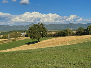 Scenic view of agricultural field against sky