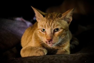 Close-up of cat