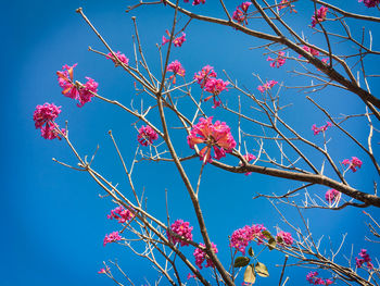 Low angle view of cherry blossoms against blue sky