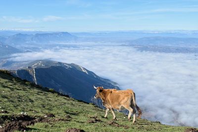 Horse standing on mountain