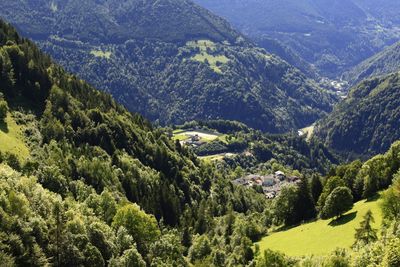 High angle view of pine trees in valley