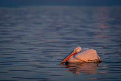 Pelican on lake