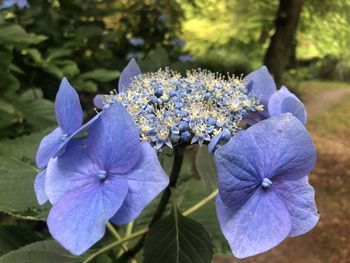 Close-up of purple hydrangea flowers