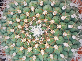 High angle view of flowering plant