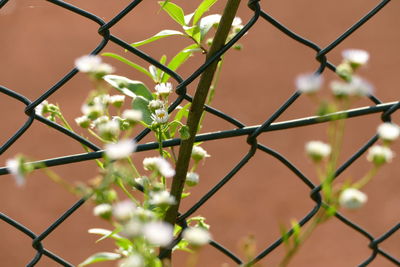 Close-up of barbed wire against clear sky