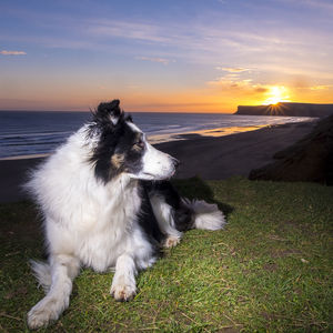 Dog on sea shore against sky during sunset