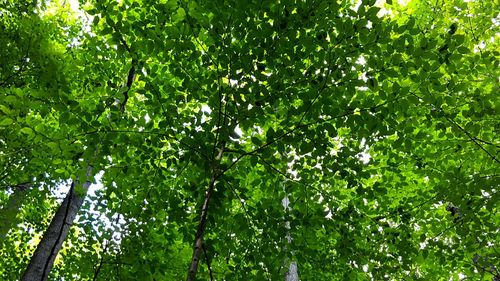 Low angle view of tree growing in forest