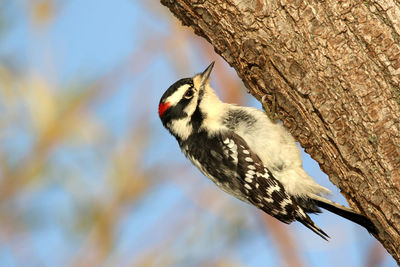 Side view of woodpecker on tree