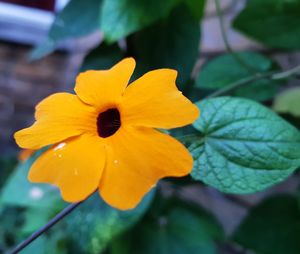 Close-up of yellow flowering plant