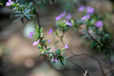 Close-up of purple flowering plant