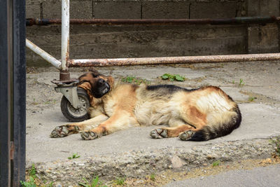 High angle view of dog sleeping