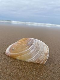 Close-up of seashell on beach