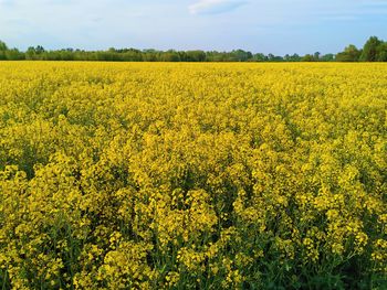 Scenic view of oilseed rape field