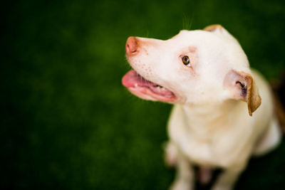 Close-up of dog on field