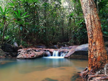 Scenic view of river in forest