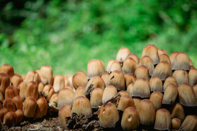 Close-up of mushrooms growing on field