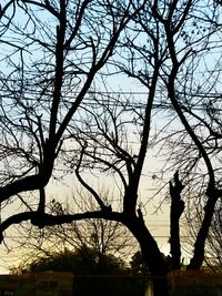 Silhouette of bare trees against sky at sunset