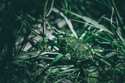 Close-up of frog on field